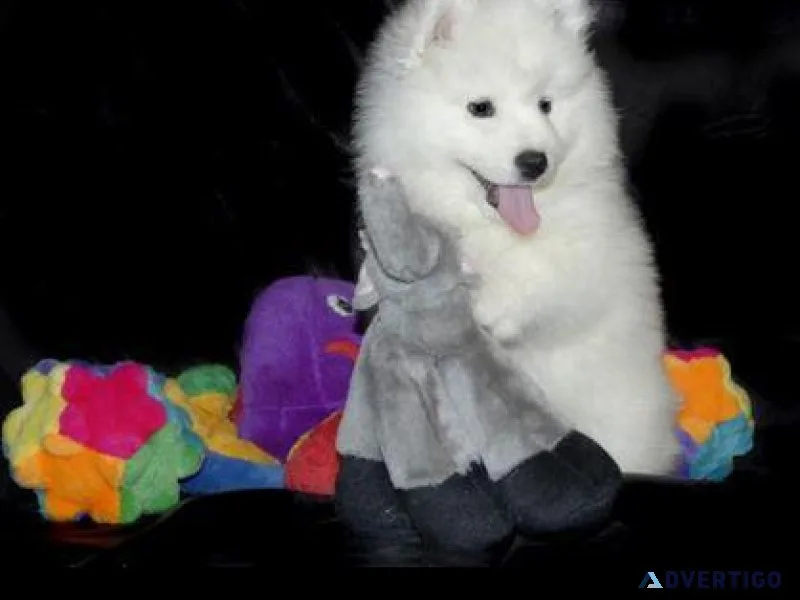 Looking for Samoyed for Sale