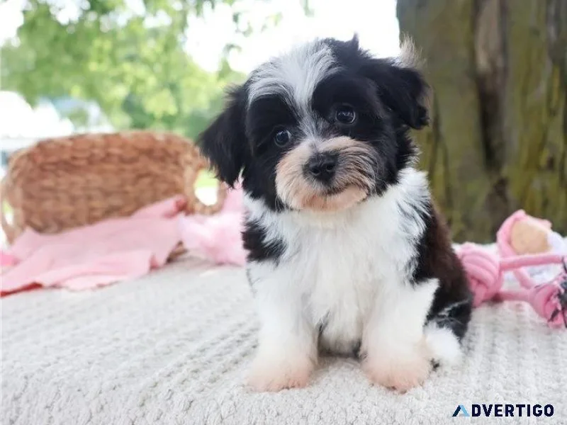 Male and female Havachon puppies available