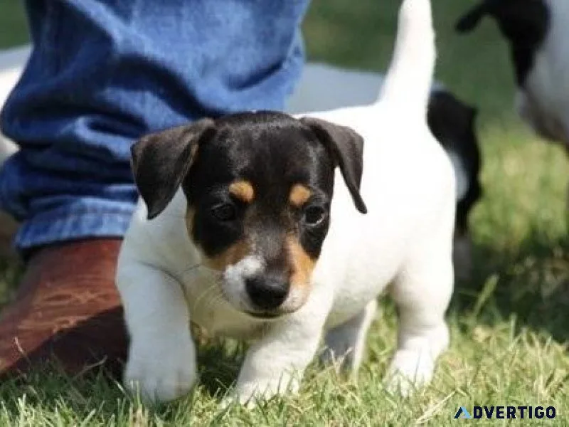 Beautiful Jack Russell Terrier Puppies Available For Sale