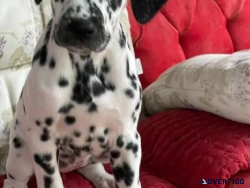 Cutest Dalmatian puppies Available for sale.