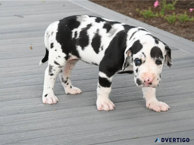 Adorable Great Dane Puppies for sale