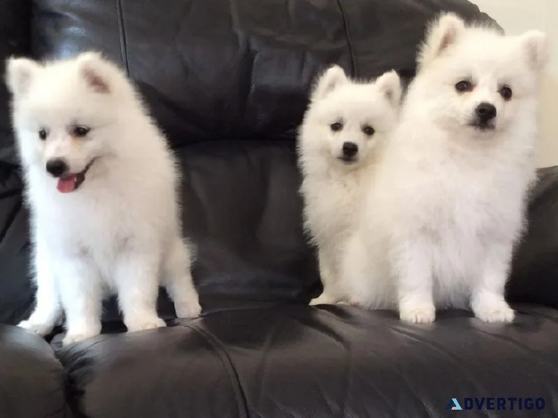 Adorable Japanese Spitz Puppies Available