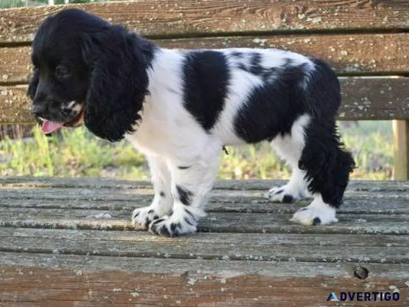 Cocker Spaniels Puppies For Sale