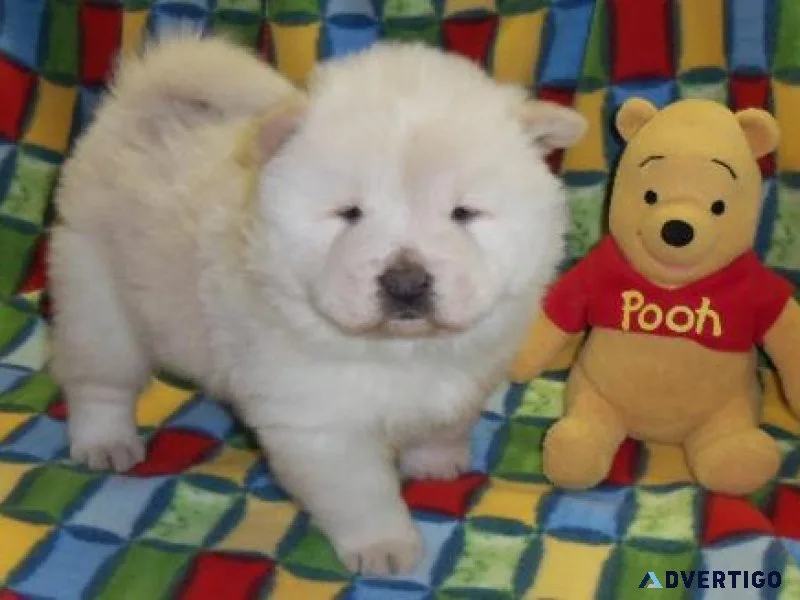 Chow Chow Puppies For Sale