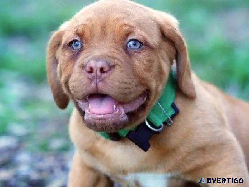 Dogo De Bordeaux Puppies For Sale