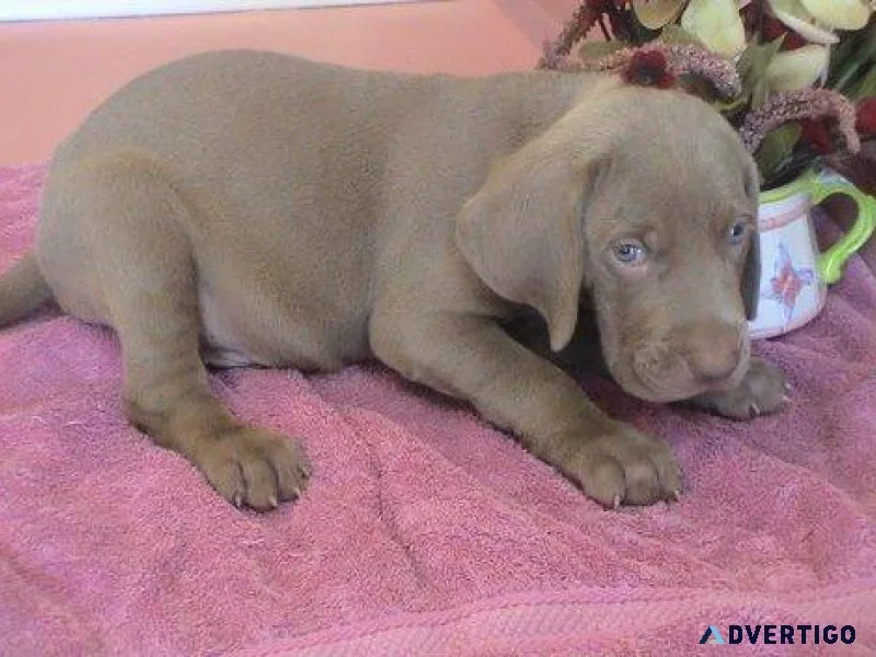 Weramaner Puppies