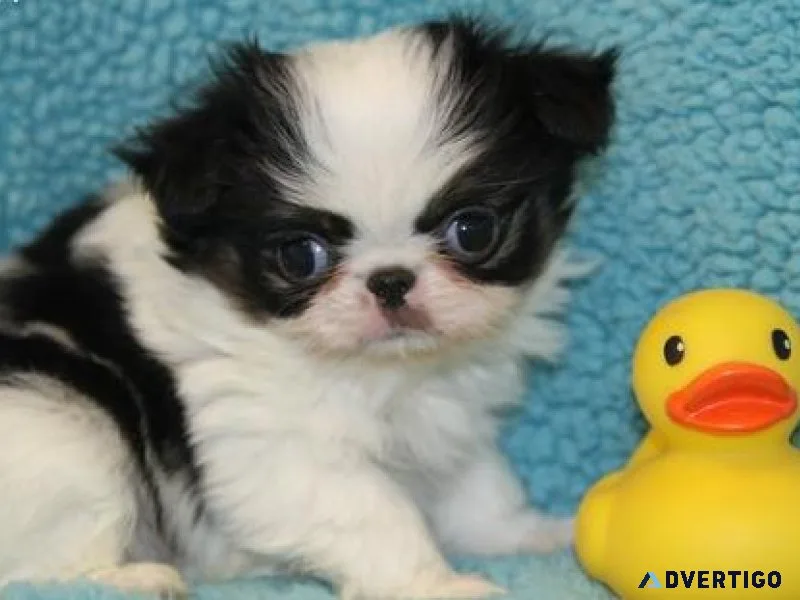 Japanese Chin Puppies for Sale