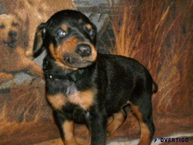Home Raised Dobermann Pinsher Puppies