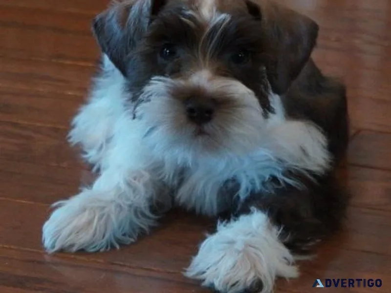 Miniature Schnauzer Puppies