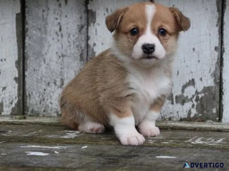 Pemborke Welsh Corgie Puppies