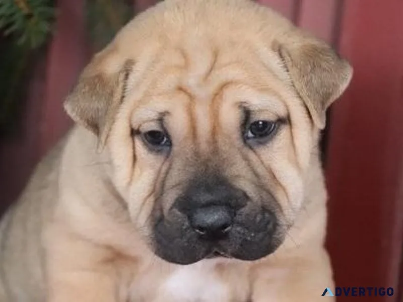 Chinese Shar-Pei Puppies For Sale