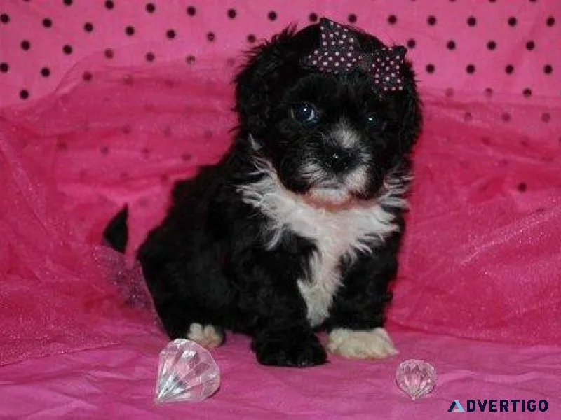 Lhasa Apso Puppies