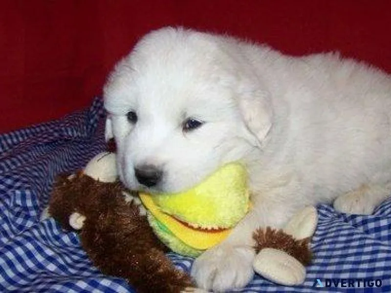 Pure Breed Great Pyrenees Puppies