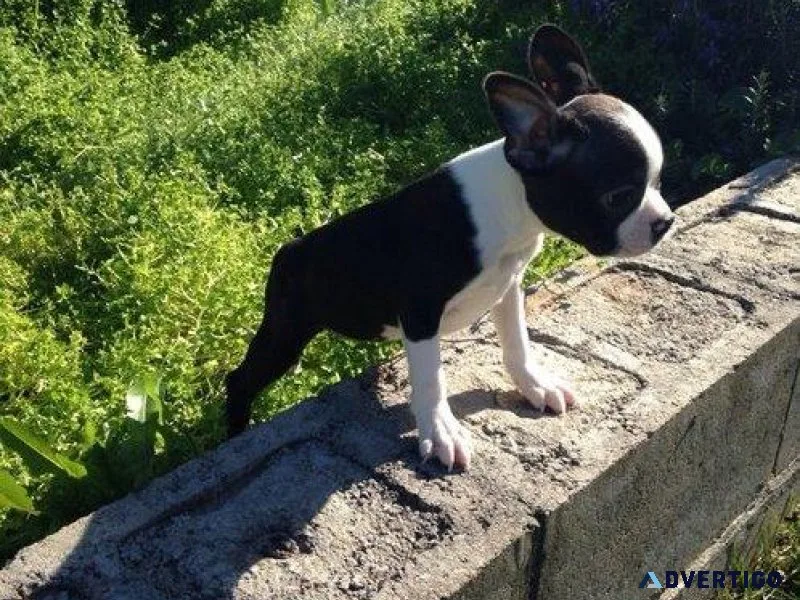 Boston Terrier Puppies For Sale Now