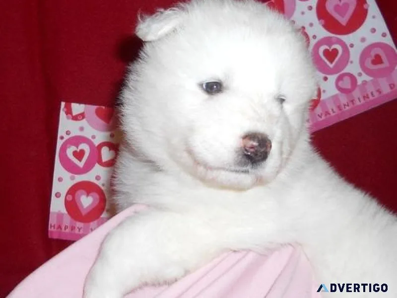 Humble Samoyed Puppies