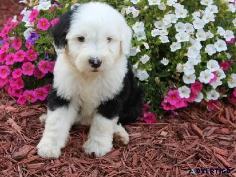 Old English Sheepdog Puppies