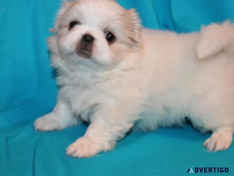 Pekingese Puppies