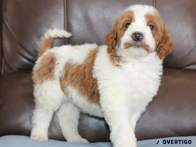 Irish Setter Puppies