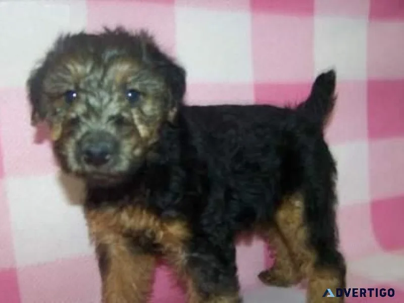 Welsh Terrier Puppies