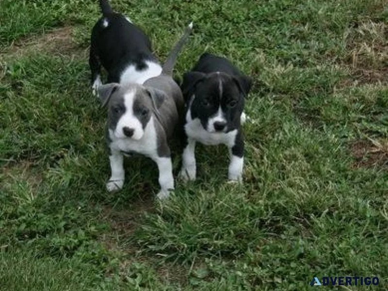 Stunning Litter of American Staffordshire Terrier puppies