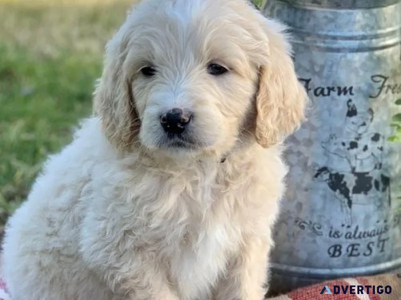 Top Quality Goldenoodle Puppies