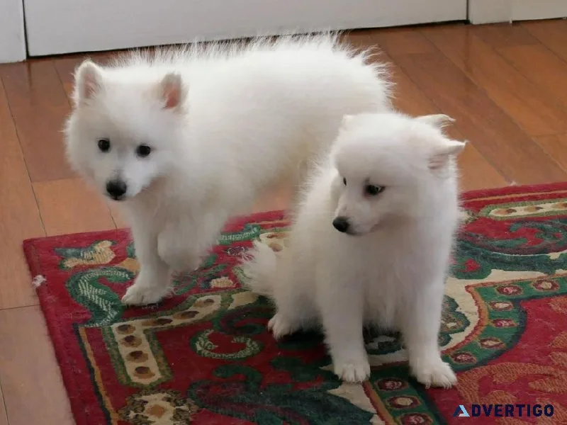 AKC Japanese Spitz Puppies
