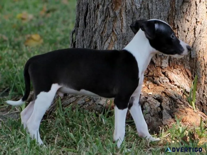 Italian Grey Hound Puppies