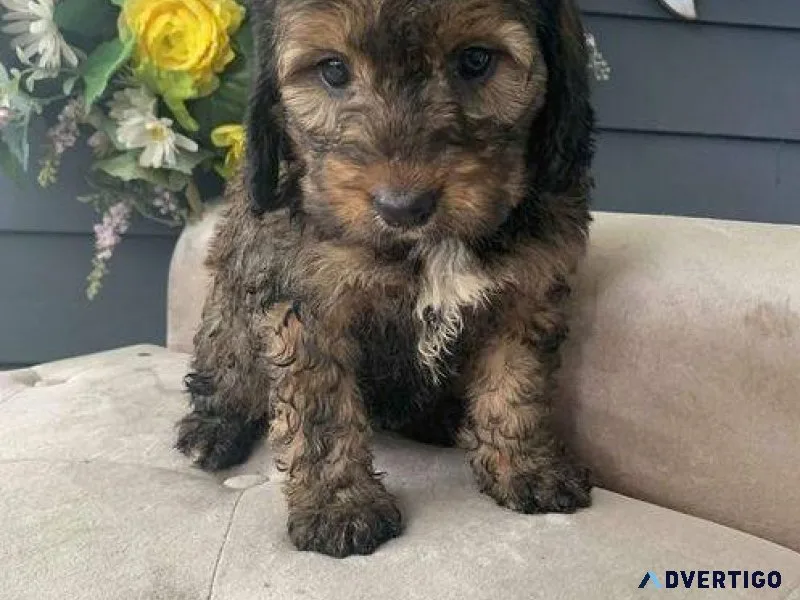 Bernedoodle Puppies