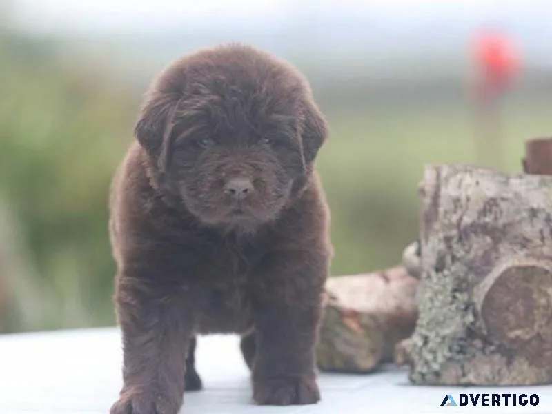 Newfoundland Puppies