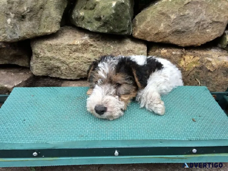 Sweet Fox Terrier Puppies