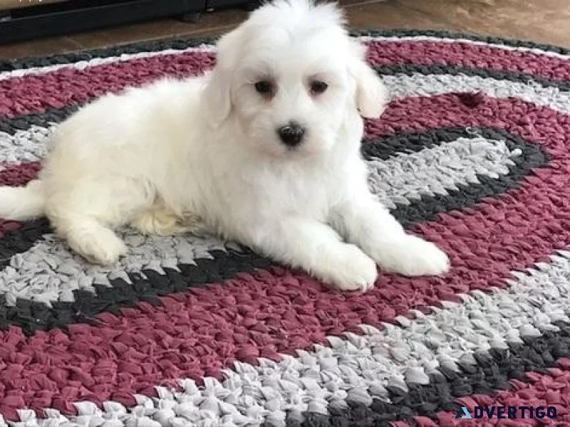 Coton De Tulear Puppies for Sale