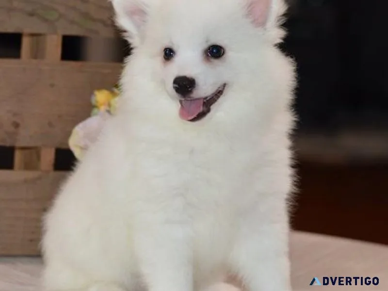 Top home raised American Eskimo puppies