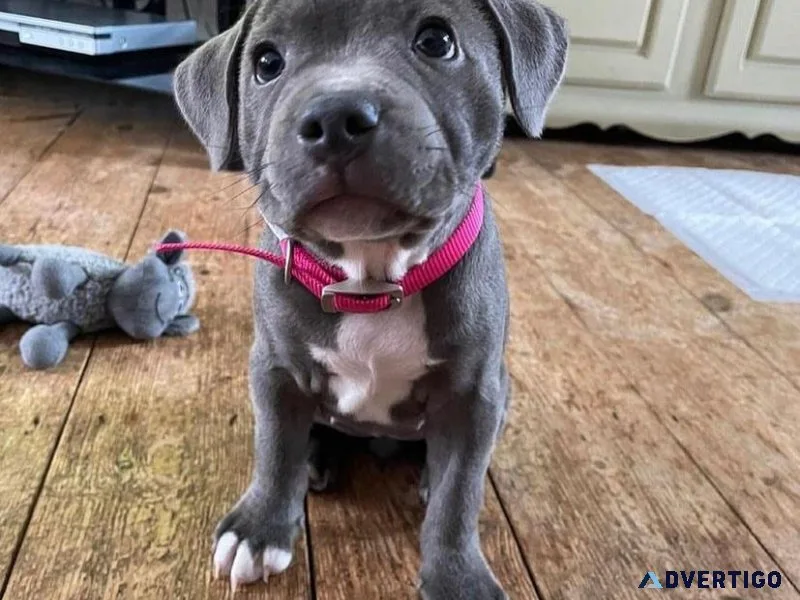 Well Trained Staffordshire Bull Terrier Puppies