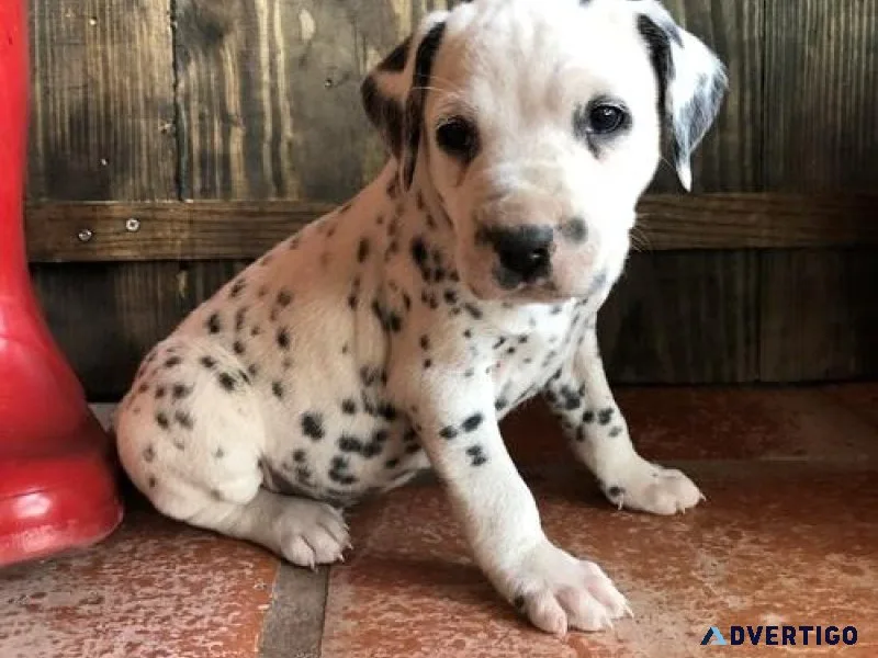 Male and Female Dalmatian Puppies