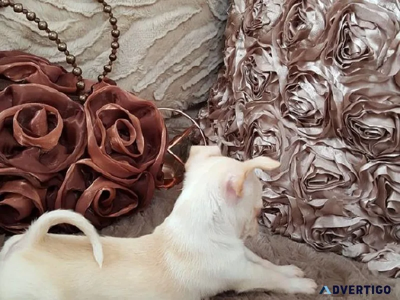 Teacup Chihuahua Puppies For Sale
