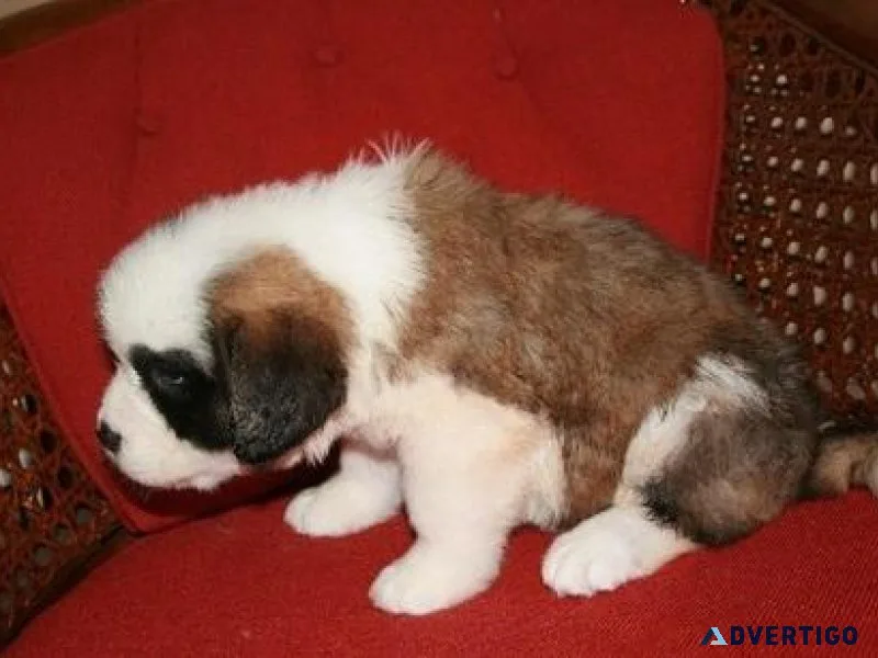Saint Bernard Puppies For Sale