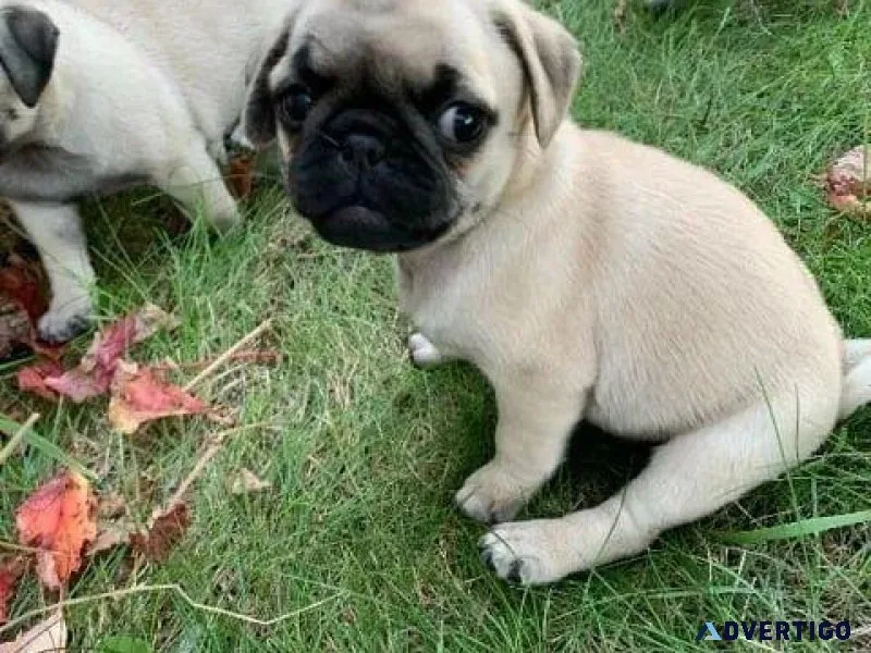 Csh Pugs Puppies For Sale