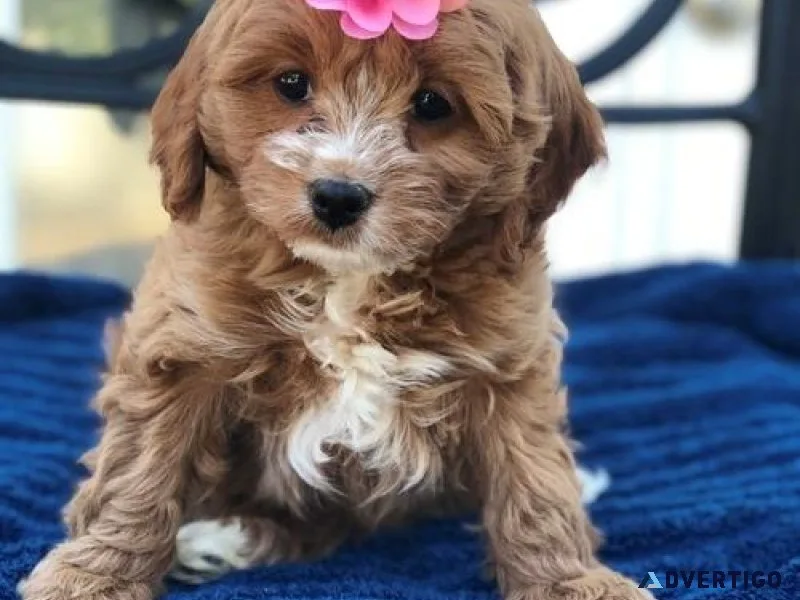 Cute Cavapoo puppies 3 boys and 2 girls available
