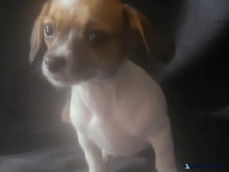 12 week old chihuahua  girl puppie had frist shot