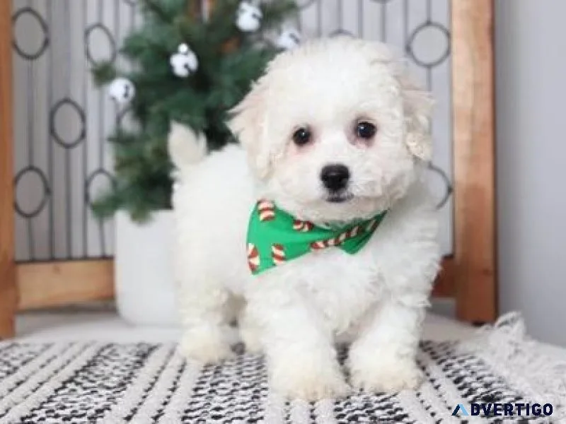 Beautiful Bichon Frise puppies