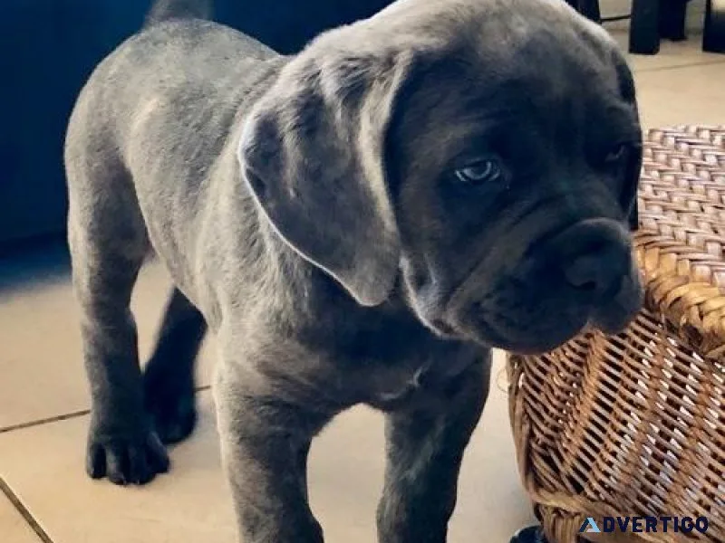 Adorable Cane Corso puppies for sale