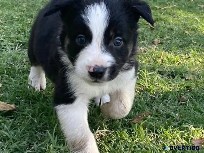 Ready Now Border Collie puppies for lovely homes.
