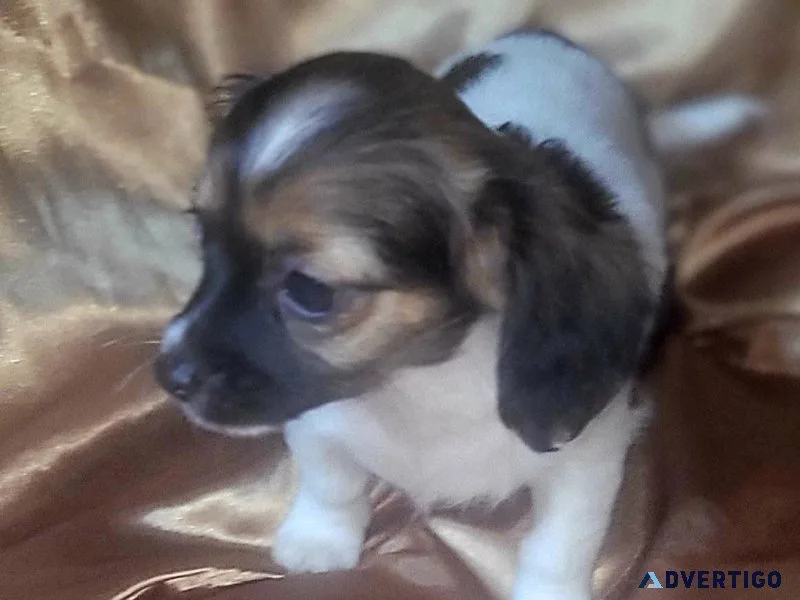 12 weeks old girl chihuahua