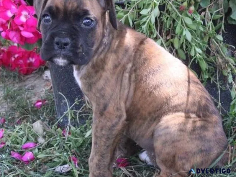 Adorable Boxer puppies for sale