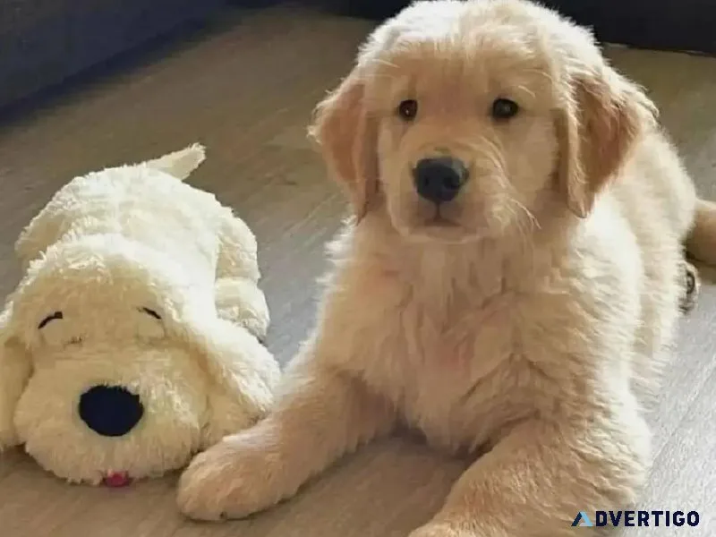 Stunning Golden Retriever Pupz