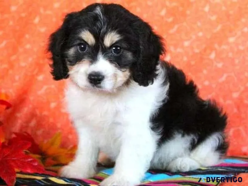 APRI reg. Cavachon puppies 3 boys and 2 girls available