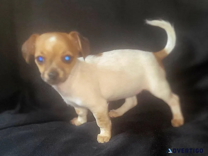 12 week old sweet girl chihuahua