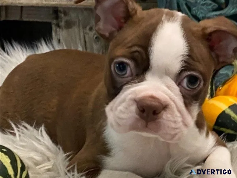 Home Raised Boston Terrier puppies for lovely homes