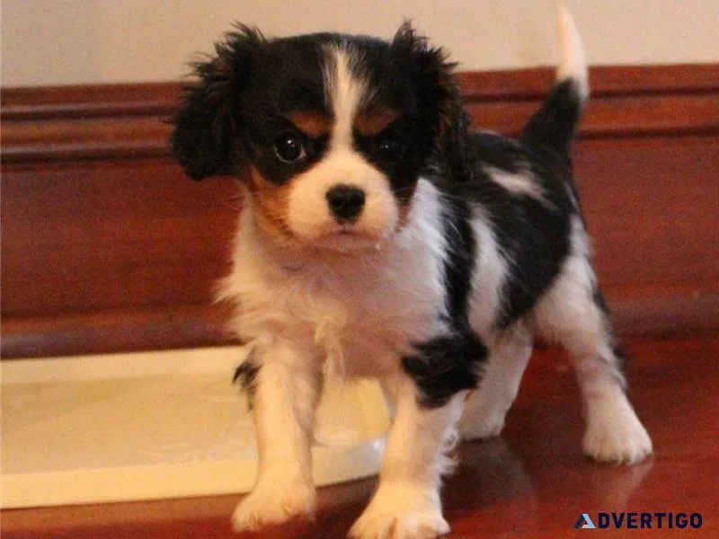 Cute Cavalier King Charles Spaniel puppies
