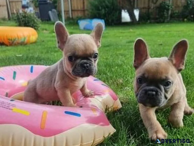 Elegant Jovial French Bulldog Puppies